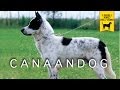 CANAAN DOG trailer documentario (razza canina)