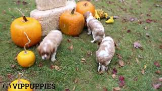 Cavalier King Charles Spaniel puppies