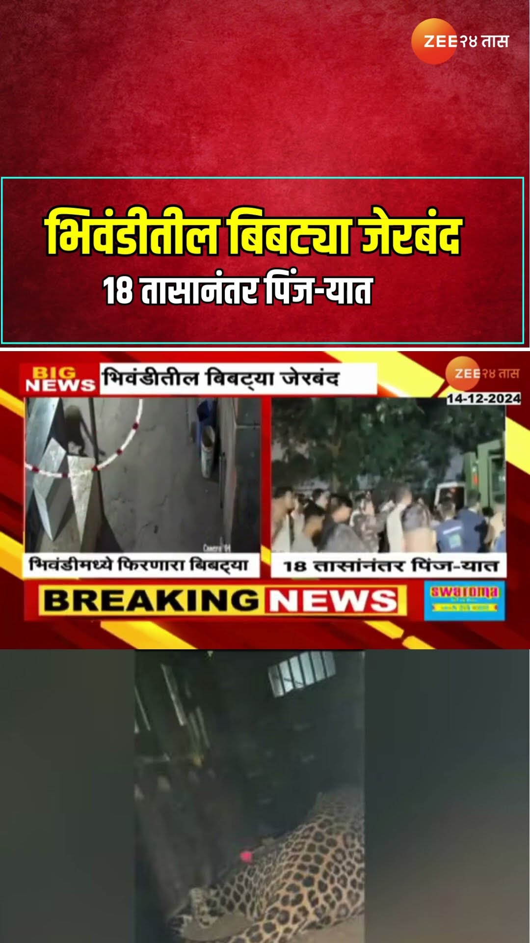 Bhiwandi Bibtya | भिवंडीतील बिबट्या जेरबंद 18 तासानंतर पिंज-यात