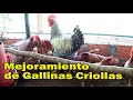 MEJORAMIENTO RAZA DE GALLINAS Y POLLOS CRIOLLOS . Granja El Español
