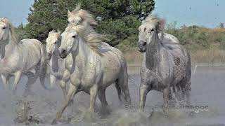 Beautiful Camargue horses running through water, France