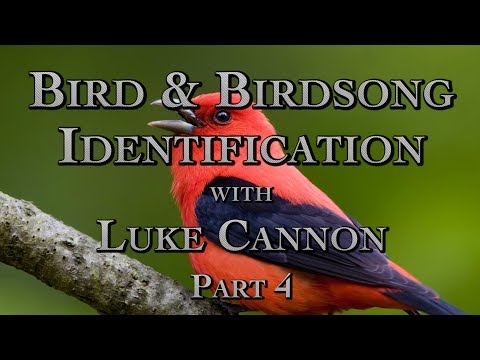 Bird & Birdsong