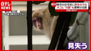 【野生のサル】「びっくりだよ」東京の住宅街に出没…警察が出動も