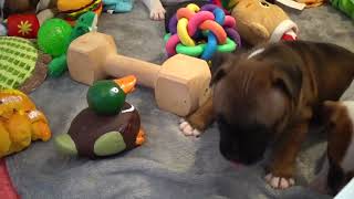 94Ème Vidéo Staffie N6 Femelle De La 37Ème Portée De Staffordland