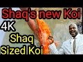 Shaquille O'Neal gets huge koi,  the biggest butterfly koi i have ever seen ! - OHIO FISH RESCUE