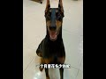 How much does it cost to raise a Doberman like Anne in a month? For friends who want to raise Dober