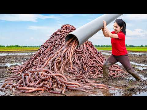 [TIMELAPSE] -- Harvest King Eel & Go to Sell | Millions of eels caught using plastic pipe traps