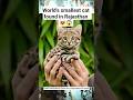 world's smallest cat found in Rajasthan | Rusty Spotted Cat #currentaffairs #wildlifebiology #cat