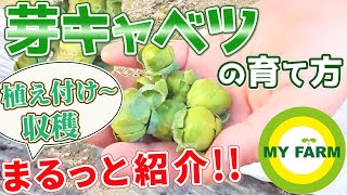 芽キャベツの育て方 苗植えから葉かき・収穫まですべて見せます！│初心者向け菜園ムービー