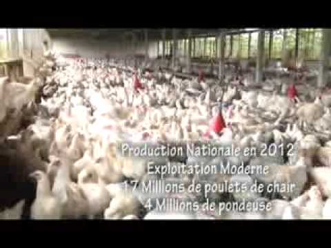 Vidéo: Grands œufs-spectations: Poulets Comme Animaux De Compagnie