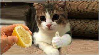 Best Funny Pet Moments This Week - Try Not To Laugh #2