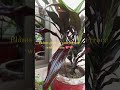 🏡Garden😍🏡🌹#plants #flowers #hobby #gardening #colors #trendingreels #fypシ゚viral #nature 🌿🍃viralvideo