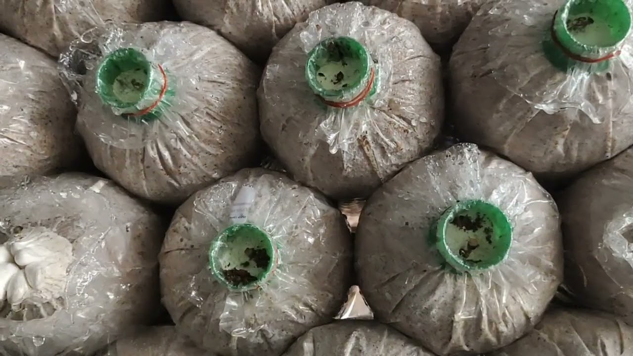 วิธีการเปิดหน้าเห็ดขอนขาว