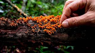 Immersive Deep Forest Foraging 🍄 Finding Wild Mushrooms & Nature ASMR#NatureASMR #MushroomForaging