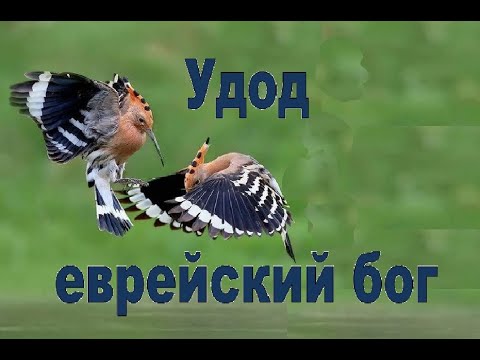 Удод еврейский бог интересные факты описание