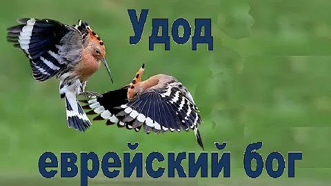 Удод еврейский бог интересные факты описание