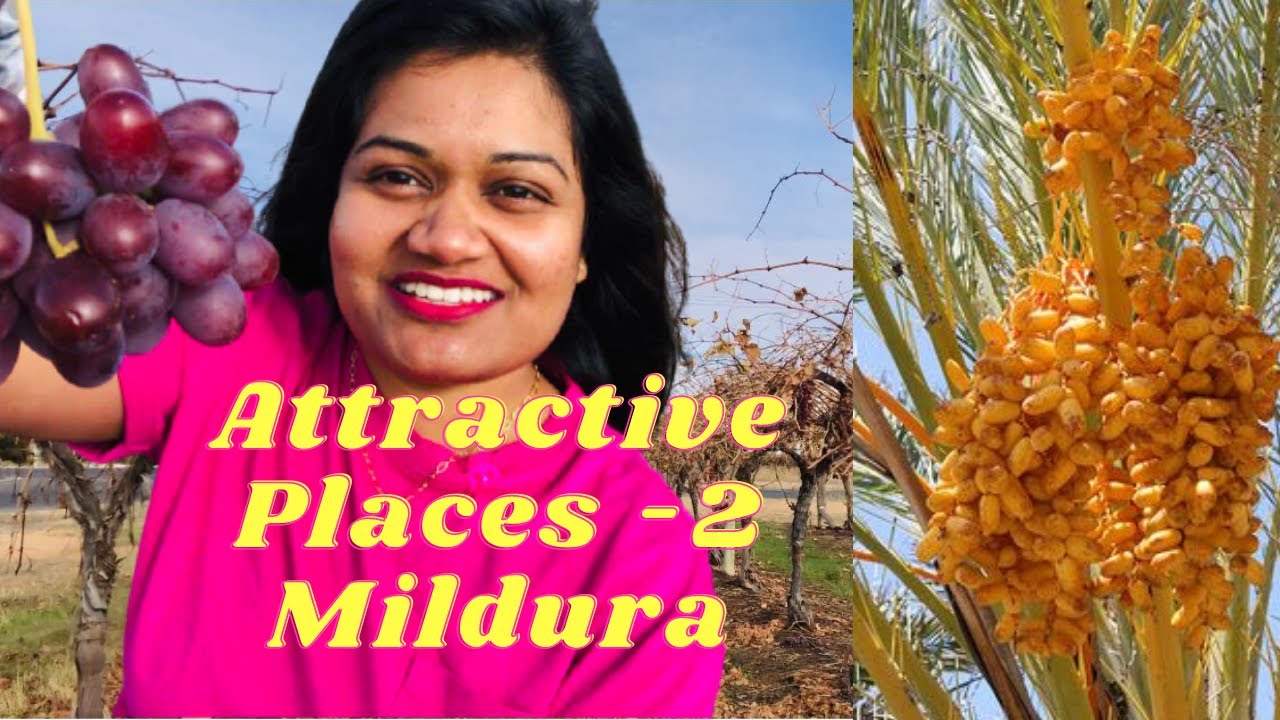 Attractive Places Mildura Victoria / Grapes Farms / Dates Farms YouTube