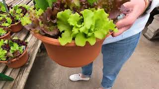 Road trip to the best greenhouses! #blocksgreenhouse #girlfriends
Join me and two of my friends as we go to Blocks Stand and Greenhouse. By far one of the best greenhouses in southeast Metro Detroit. This might be my first actual vlog and Road trip. Blocks is one of the most outstanding greenhouse complexes around. We buy flowers and plants starts for vegetables and have a great time. So glad you could join us. Road trip to the best greenhouses! #blocksgreenhouse #girlfriends