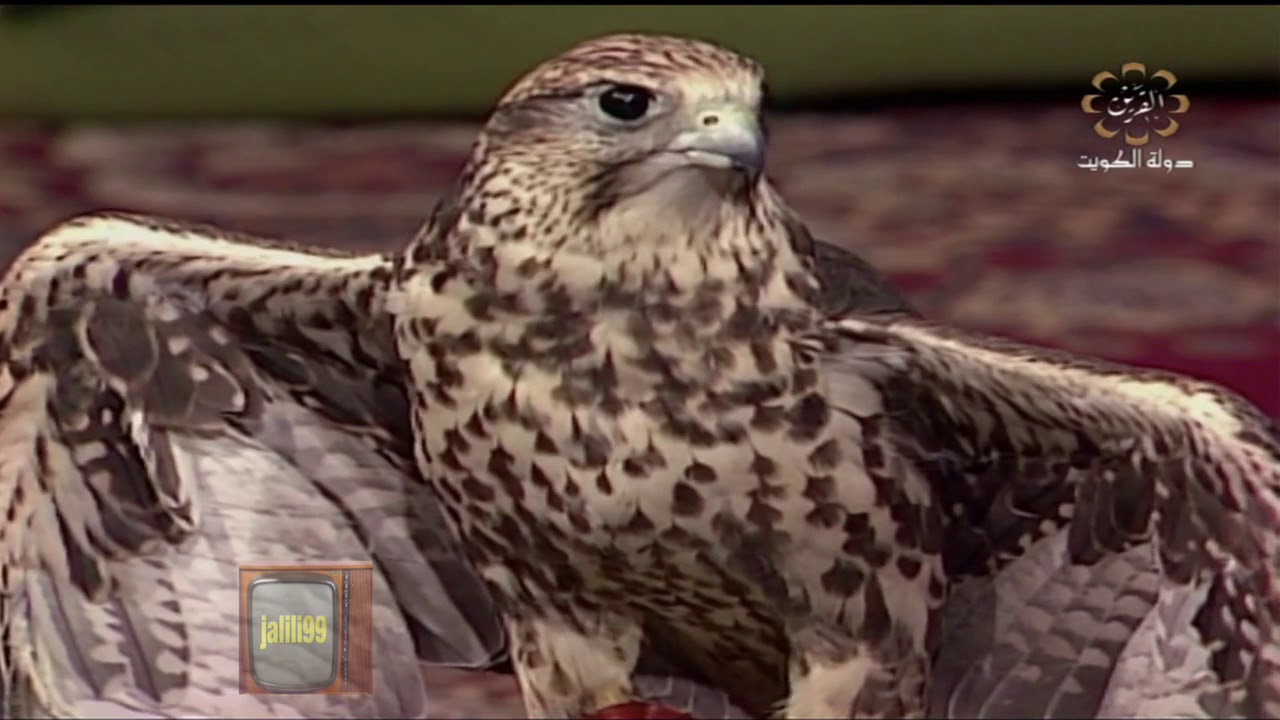 HD 🇰🇼 برنامج ديوانية شعراء النبط 22 تقديم حمد العزب