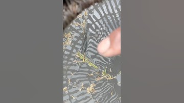 Cá lóc khủng nó nổi lằn sống lưng lên luôn kìa #shorts săn bắt theo máy cắt