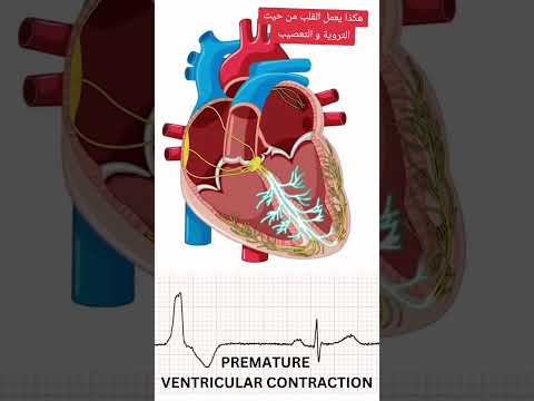 هكذا يعمل القلب من ناحية التروية و التعصيب صحه طب قلب