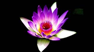 Low Rhythmic Drones | Expanding Heart Chakra