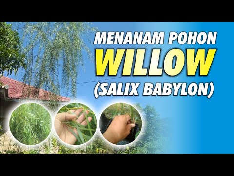 Video: Bagaimana Anda menanam pohon willow dunia?
