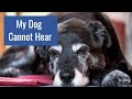 How to Communicate With a Dog That has Lost Hearing
