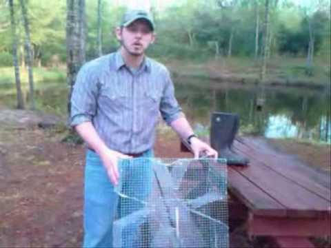 Perch Trap - Bream Trap - Sunfish Trap - Catch Your Own Bait and SAVE  MONEY! 