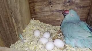 Artificial incubation of Parrot egg Part 3 || Important information regarding egg foster.