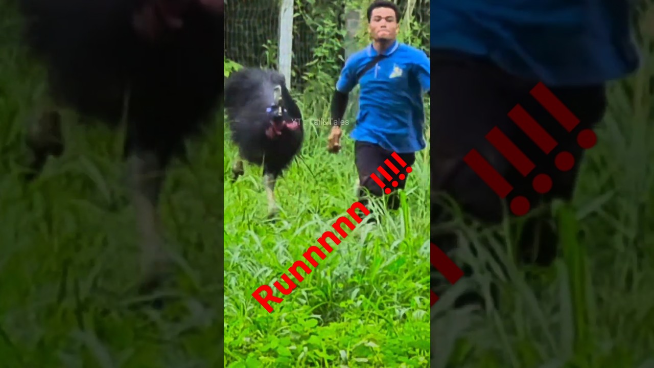 cassowary fun facts 🤔🤔 🏃‍♂️🏃‍♂️🐥🐥