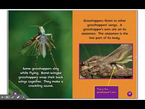 Video: Skillnaden Mellan Cricket Och Grasshopper