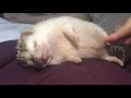 Cute Sleeping Hedgehog