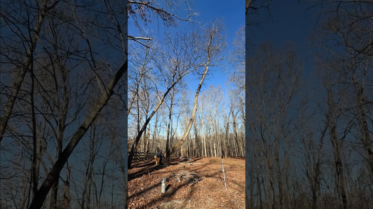 С чего всё начинается: с первого дерева!