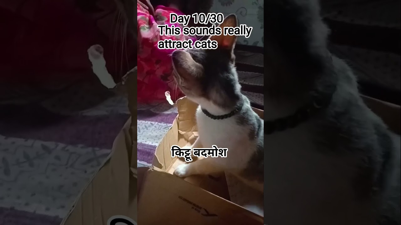 kittu badmosh reacts on sounds which means come here in cats language 😂💯💖😸