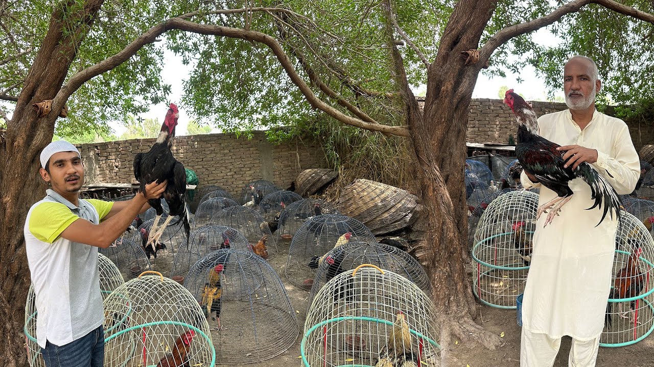 Aseel Murga Laliya 😱