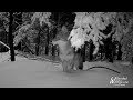 Owl vs rabbit and a large coyote. January 2019  Trail Camera Highlights