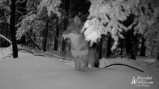 Owl vs rabbit and a large coyote. January 2019  Trail Camera Highlights