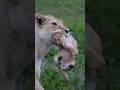 A Mother Lioness Gently Carrying Her Newborn Cub in Her Mouth | Travins World | #shorts