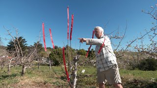 How to Reinvigorate a Weak Growing Apple Tree  PART 3 of 3