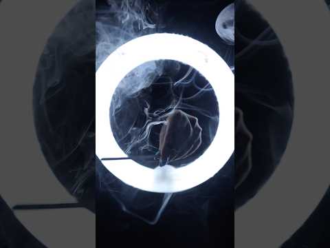 ASMR Ring Light Reiki ✨ #asmrhandmovements #reikiasmr #asmrplucking #visualasmr #asmrloop #asmr