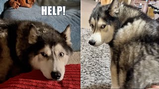 Husky Needs Comfort During The Big STORM!