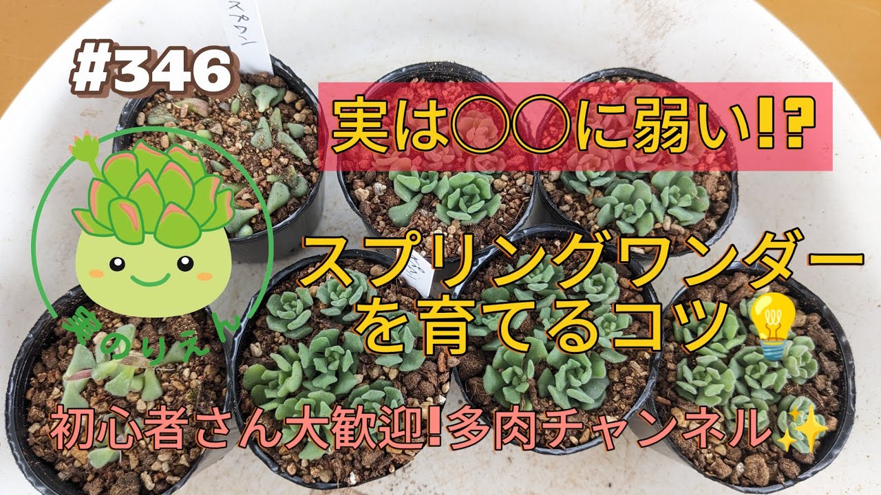 346 スプリングワンダーを仕立て直します!! - YouTube
