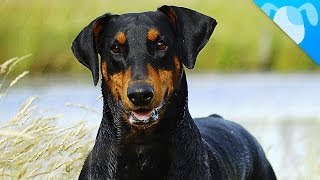 Dobermann Facts by Best Breed Ever 758,792 views 9 years ago 2 minutes, 29 seconds