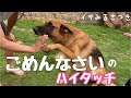 【反省する犬】庭に大穴掘って怒られる　ジャーマンシェパード　飼い主に呼ばれて匍匐前進で近寄るシェパードです。怒られた後は大好き大好き❤