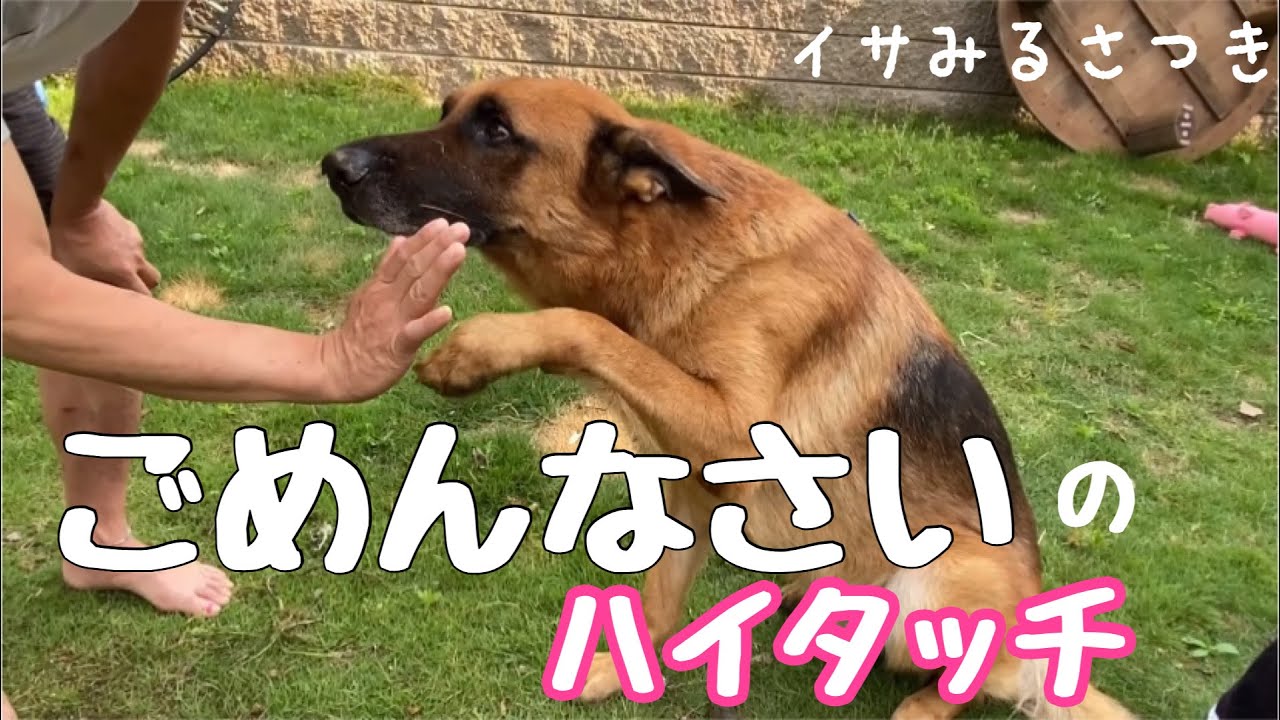 反省する犬 庭に大穴掘って怒られる ジャーマンシェパード 飼い主に呼ばれて匍匐前進で近寄るシェパードです 怒られた後は大好き大好き Youtube 反省する犬 庭に大穴掘って怒られる ジャーマンシェパード 飼い主に呼ばれて匍匐前進で近寄るシェパードです 怒られた後は大好き大好き Youtube
