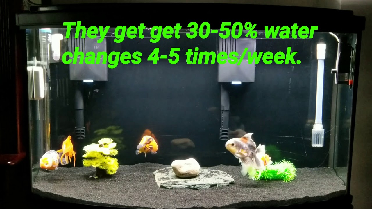 45 Gallon Goldfish Aquarium - Youtube