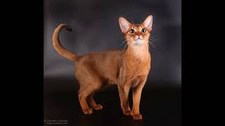 much does abyssinian cat cost