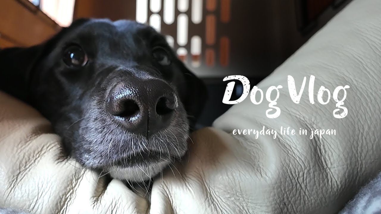 【犬Vlog】心地いい秋の一日。