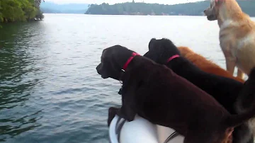Nova Scotia Duck Toller and a Duck